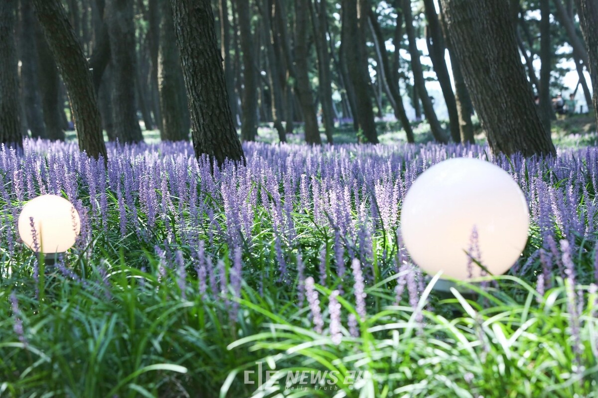 지난해 20만명이 다녀간 서천 장항 맥문동 꽃 축제가 오는 23일부터 닷새동안 전국 최대 맥문동 군락지 송림산림욕장에서 펼쳐진다. 서천군