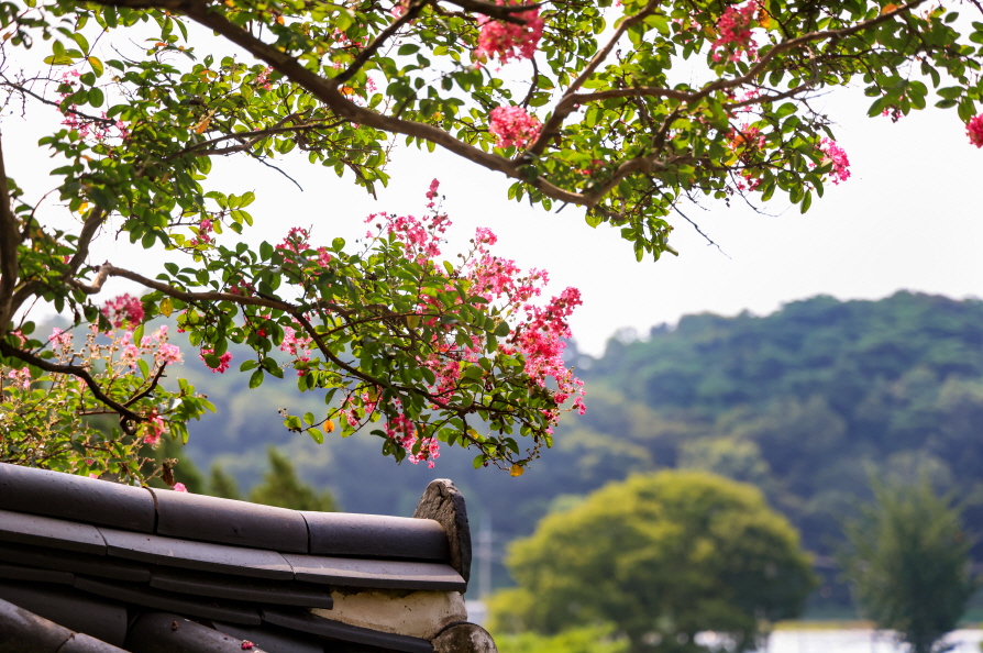 당진시 대호지면 도이리 충장사(남이흥장군묘 일원) 배롱나무꽃이 만개해 방문객들을 사로잡고 있다. 당진시
