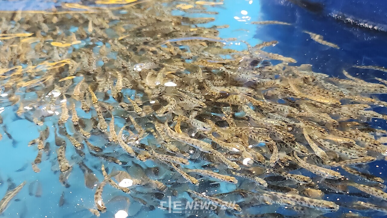 충남도는 당진시 송악읍 일원 간척 농지에 조성한 순환여과(RAS) 육상 양식장에서 대서양 연어 양식을 본격 시작했다고 29일 밝혔다. 대서양 연어 치어. 충남도