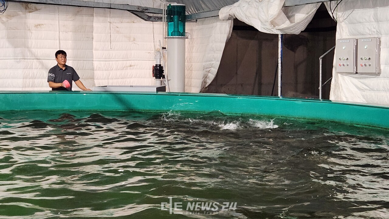 충남도는 당진시 송악읍 일원 간척 농지에 조성한 순환여과(RAS) 육상 양식장에서 대서양 연어 양식을 본격 시작했다고 29일 밝혔다. 육상 양식장.. 충남도