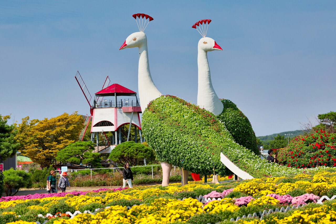 ‘2024 태안 가을꽃박람회’가 ‘꽃과 바다의 도시’ 충남 태안군에서 13일 개막한다.