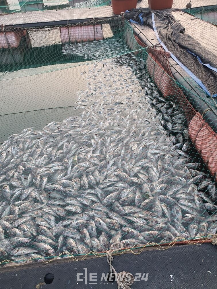 충남도는 지난 7-8월 고수온 영향으로 피해를 입은 천수만 해역 양식어가의 조속한 경영재개와 민생안정을 위해 추석 전 1차 복구를 마무리한다. 충남도