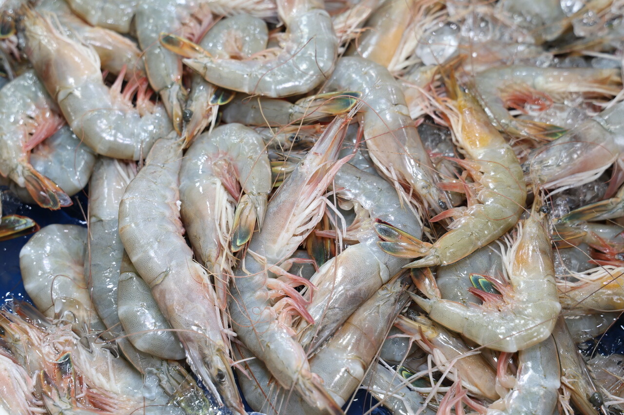 ‘대하의 본고장’ 충남 태안에서 싱싱한 대하를 마음껏 즐길 수 있는 대하축제가 21일부터 29일까지 9일간 안면읍 백사장항 일원에서 열린다.  태안군