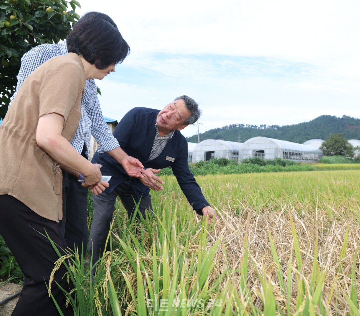 19일 태안읍 상옥리의 벼멸구 피해농가를 찾은 가세로 군수. 태안군