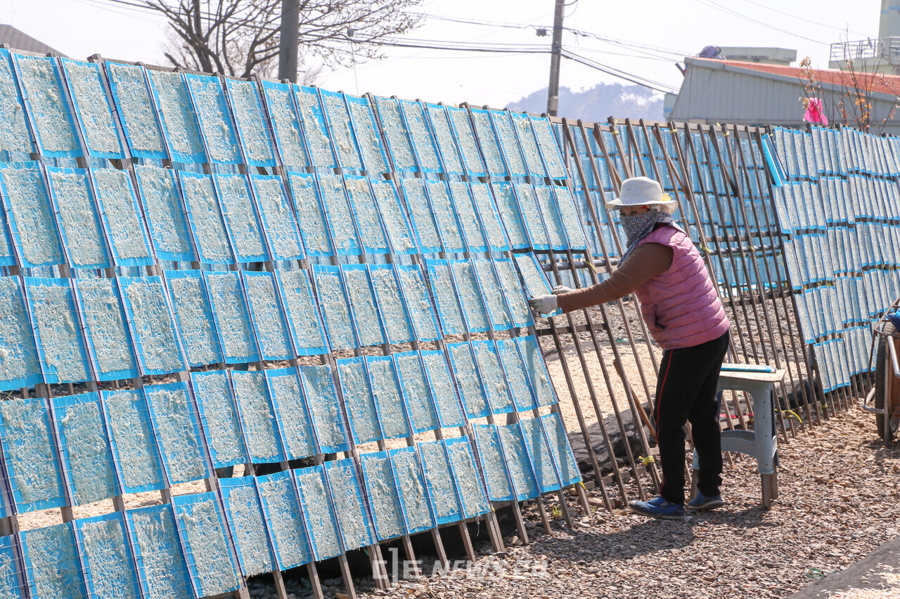   ‘당진 전통방식 실치잡이 및 덕장의 미래 무형유산적 가치 발굴’사업이 ‘2025년 국가유산청 미래 무형유산 발굴 육성사업’ 공모에 신규사업으로 선정됐다. 당진 장고항 인근 실치 덕장에서 뱅어포를 만들고 있는 주민. 당진시