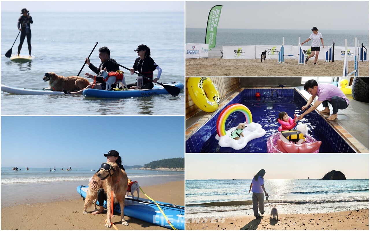 태안군은 10월을 ‘댕댕이랑 태안가는 달’로 정하고 한 달간 △반려동물 동반여행 숙박대전 △반려동물 동반 미션투어 △반려동물 동반 버스투어(댕댕버스) △반려동물 동반여행 SNS 사진 공모전 등 다양한 프로그램을 준비했다. 태안군