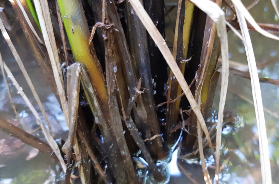 볏대 아래 벼멸구 모습. 자료사진. 