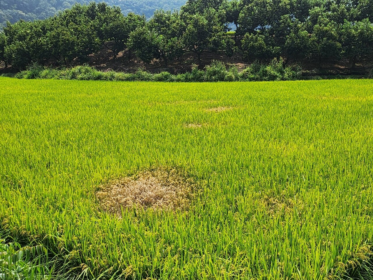 청양군의 한 벼 농가에서 벼멸구로 인해 벼 일부가 고사한 모습. 청양군 제공. 
