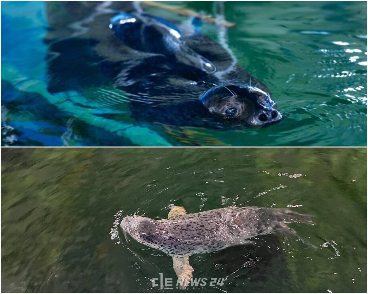 동해에서 구조된 뒤 가로림만 방류를 앞두고 훈련 중인 점박이물범 봄(위)과 양양. 국립해양생물자원관 제공