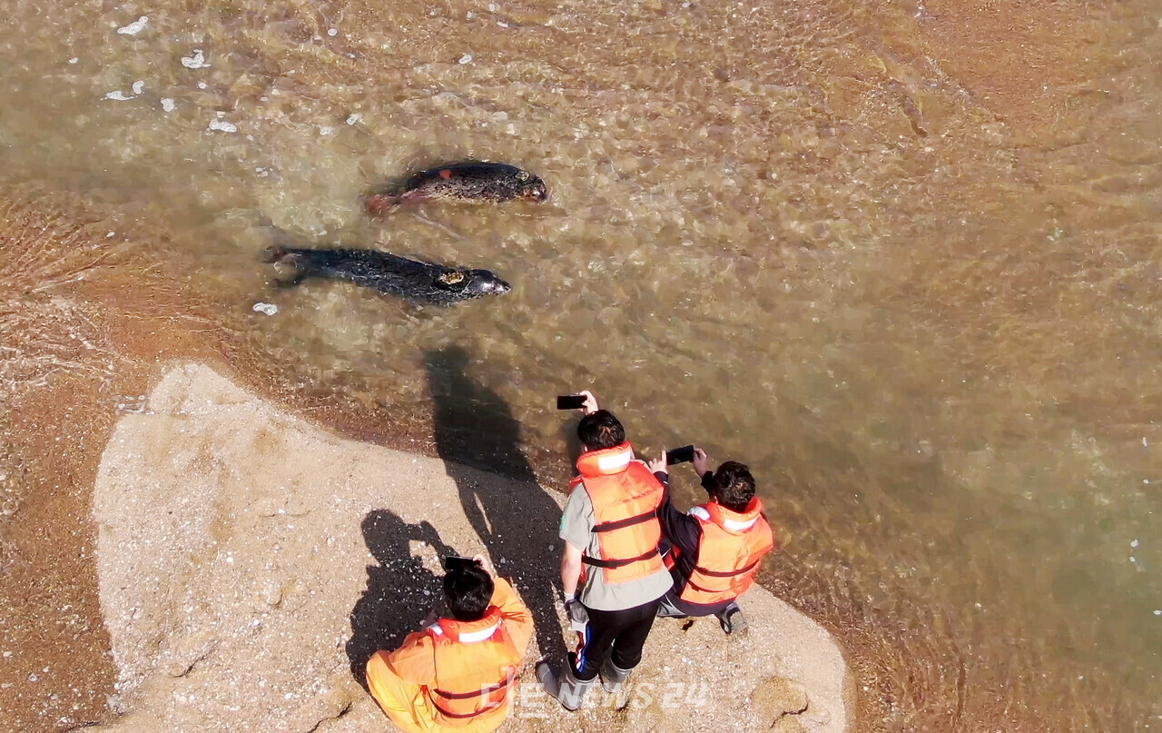 충남도가 지난해와 올해 잇따라 동해에서 구조된 점박이물범을 16일 서해 가로림만 벌천포 앞 바다에 방류하고 있다. 충남도