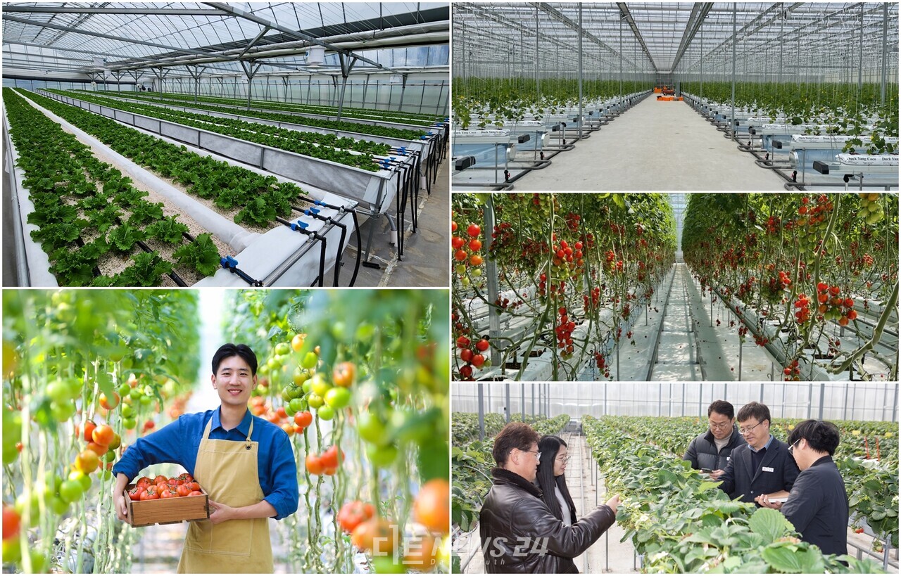 당진시가 ‘청년 스마트팜 창농 지원 인증’에서 논산에 이어 두 번째로 많은 23명이 인증을 획득하며, 스마트 농업도시로서의 위상을 확고히 하고 있다. 당진시