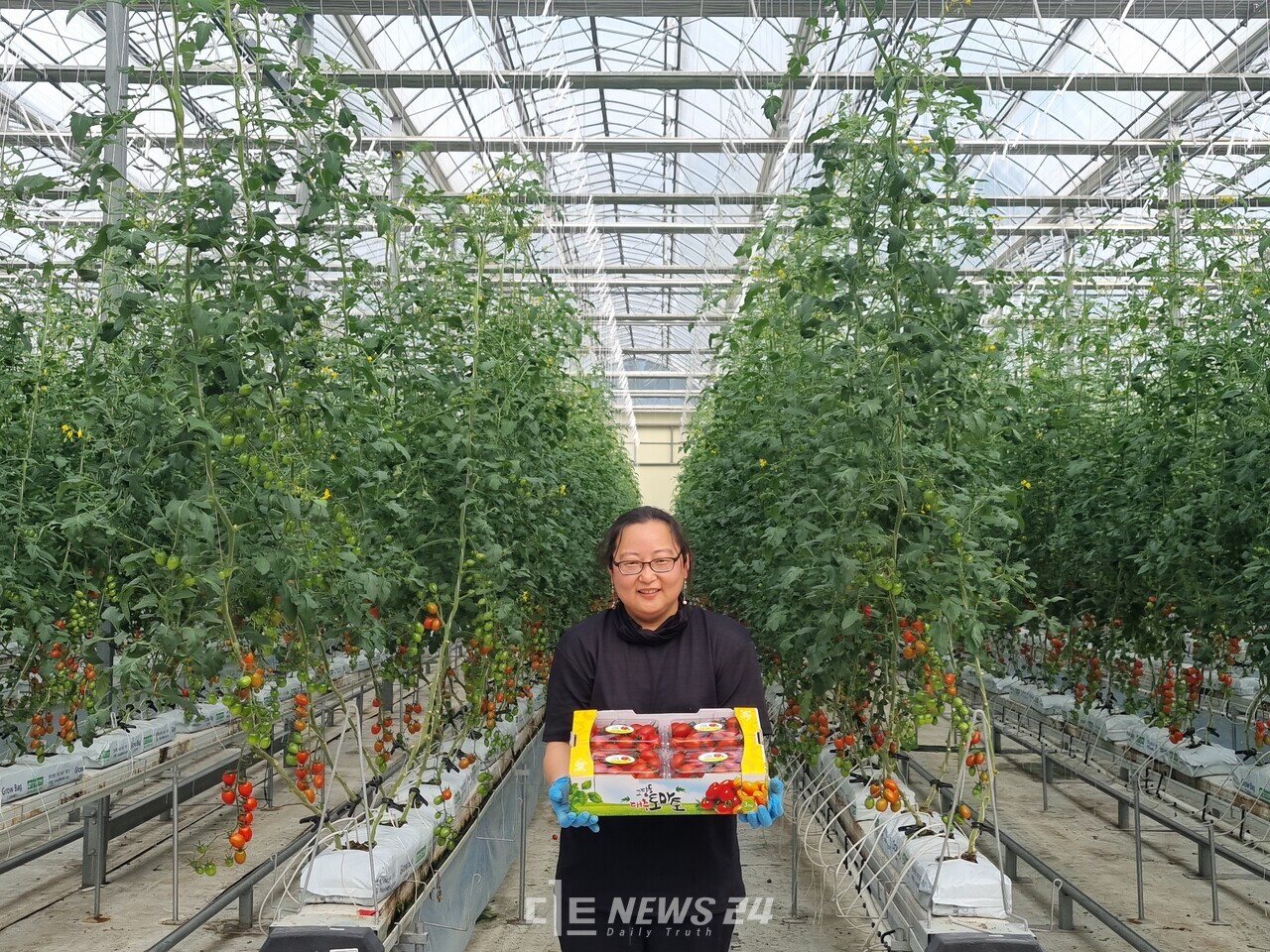 당진 ‘청년 창업농 임대형 스마트팜’에 입주한 청년 농업인이 지난 22일 첫 수확한 방울토마토를 보여주고 있다. 당진시