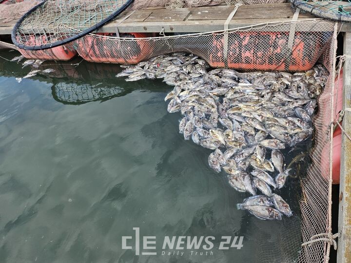 지난 8월 충남 태안군 고남면 탄개항 근처 양식장에 고수온으로 폐사한 우럭이 물에 떠 있는 모습. 자료사진. 