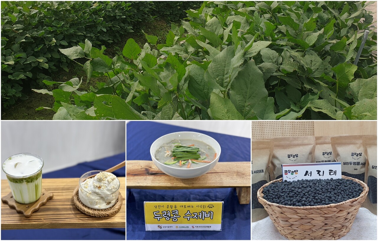 당진시가 당진콩을 사용하는 우수업소를 추가 지정한다. 맨 위부터 시계방향으로 식재된 두렁콩, 서리태, 두렁콩 수제비, 순두부녹차라떼·순두부아이스크림,  당진시