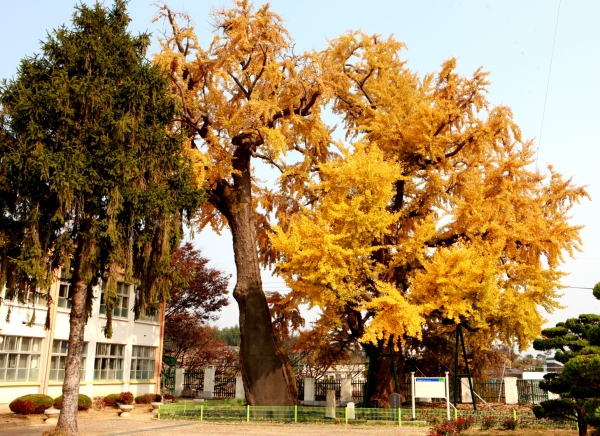 옛 면천초등학교 내 면천은행나무(천연기념물 제551호)