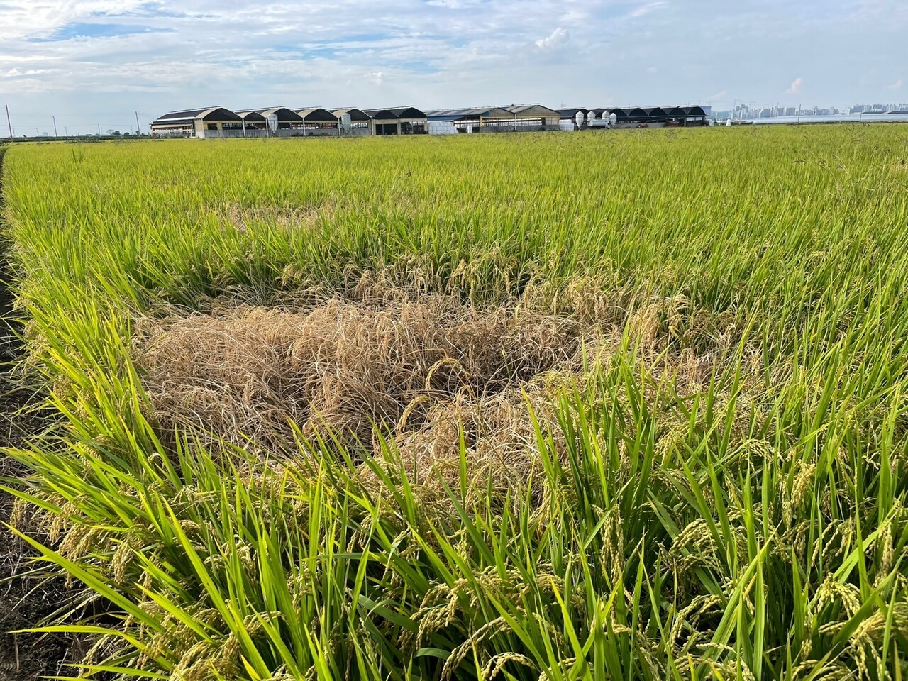 천안의 한 농가에서 벼멸구로 인해 벼가 고사한 모습. 충남도농기센터 제공. 