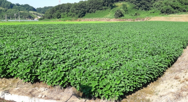 논콩 자료사진. 기사와 무관. 