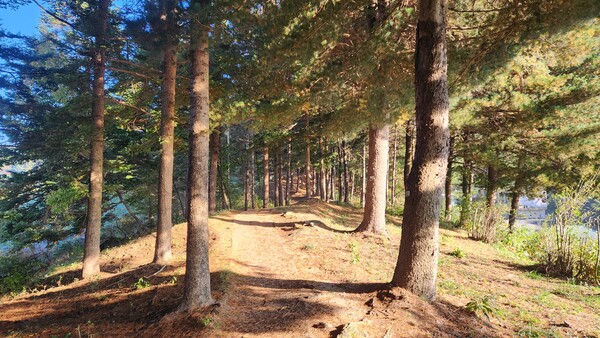 금산 금성산 술래길