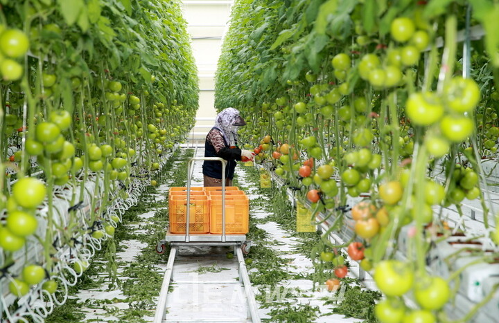 태안군의 ‘농업 첨단기술 집약체’ 스마트팜에서 수확하고 있는 토마토. 태안군