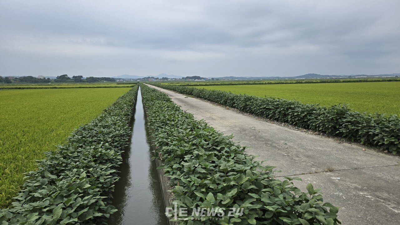 당진의 논두렁에서 자라고 있는 두렁콩. 당진시