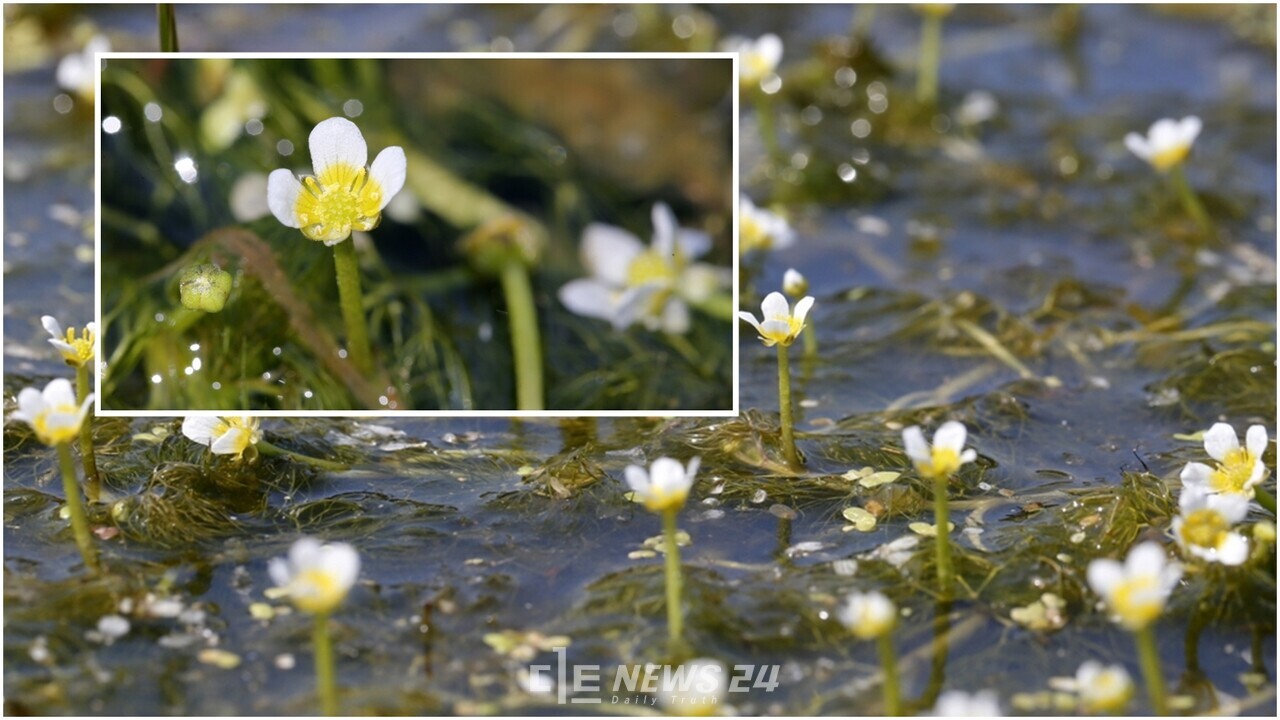 멸종위기 야생생물 Ⅱ급인 매화마름. 태안군