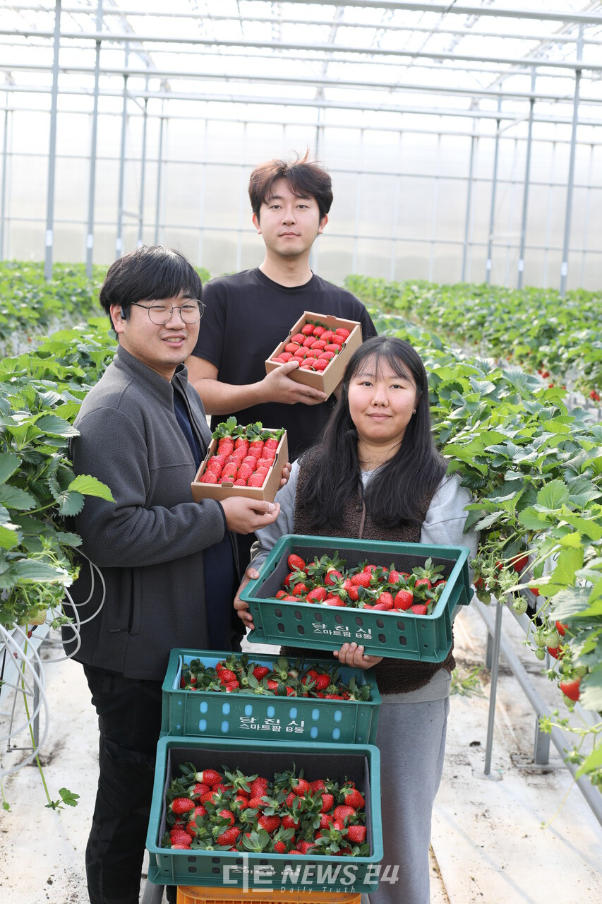 당진시농업기술센터(소장 구본석)는 청년창업농 임대형 스마트팜(B동)에서 재배한 명품 딸기를 29일부터 본격 출하한다고 밝혔다. 당진시