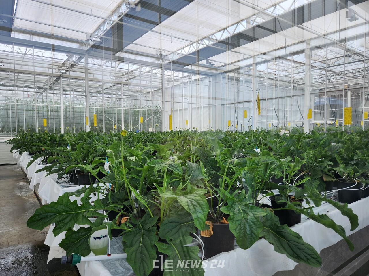 충남도는 홍성군이 농림축산식품부 ‘스마트육성지구 조성 사업’ 대상에 선정됨에 따라 200억 원 규모의 스마트육성지구를 조성한다고 밝혔다. 스마트팜 자료사진. 충남도