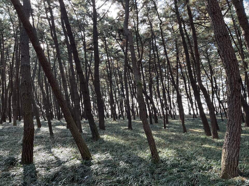서해와 금강 하구를 품은 충남 서천은 국내 최고의 생태 여행지다. 사진은 장항송림자연휴양림. 여름에는 보랏빛 맥문동꽃을 볼 수 있는 장항맥문동꽃축제가 이곳에서 열린다.