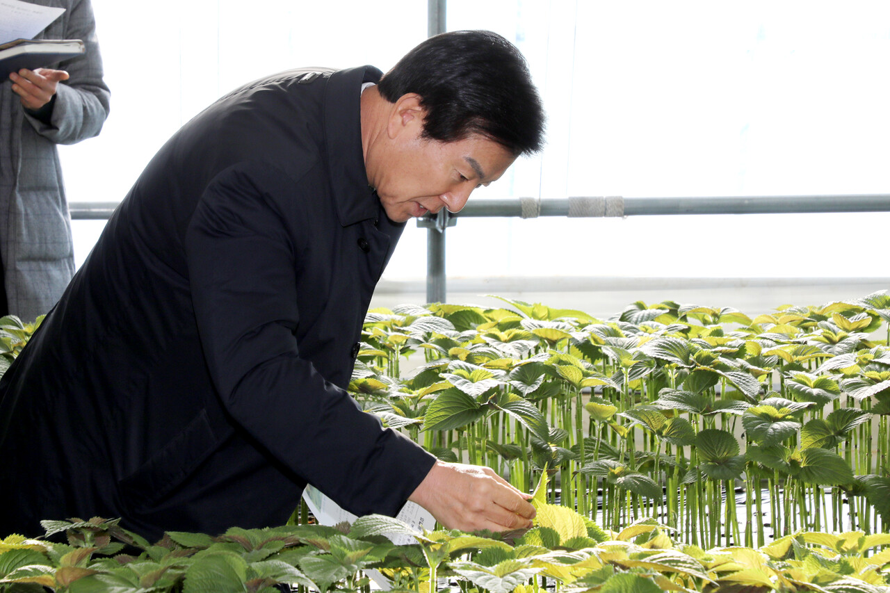 박범인 금산군수가 깻잎재배시설을 찾아 작황을 둘러보고 있다. /사진제공=금산군