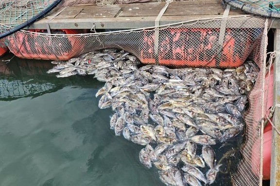 지난해 8월 충남 태안군 고남면 탄개항 근처 양식장에 고수온으로 폐사한 우럭이 물에 떠 있는 모습. 자료사진. 