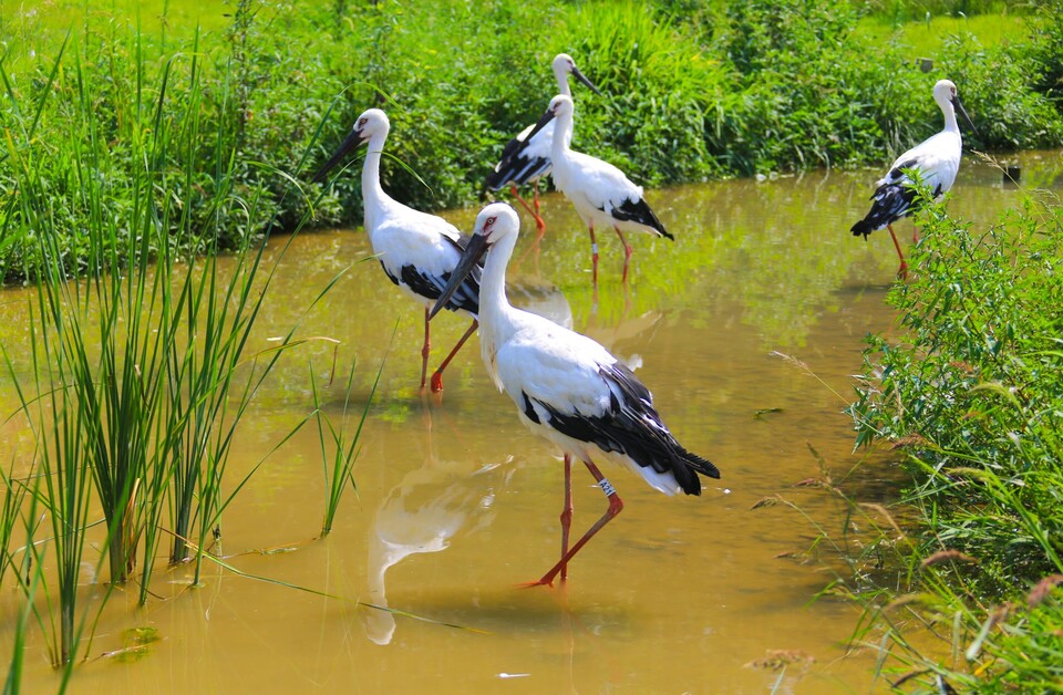 예산황새공원에서는 멸종위기종인 황새를 가까이서 관찰하고 먹이주기 체험도 할 수 있다.
