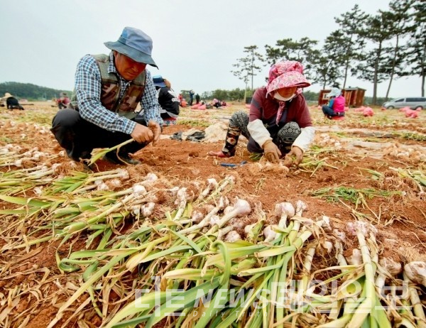 태안군이 올해 원예특작분야 지원 사업에 59억여 원을 투입한다. 마늘 수확하고 있는 농민. 태안군 자료사진