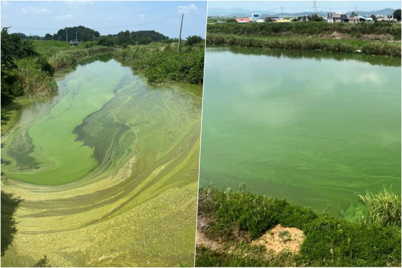 금강 와초리(왼쪽)와 길산천 하류 녹조현상. 금강하구 자연성회복 추진위원회 제공. 자료사진. 