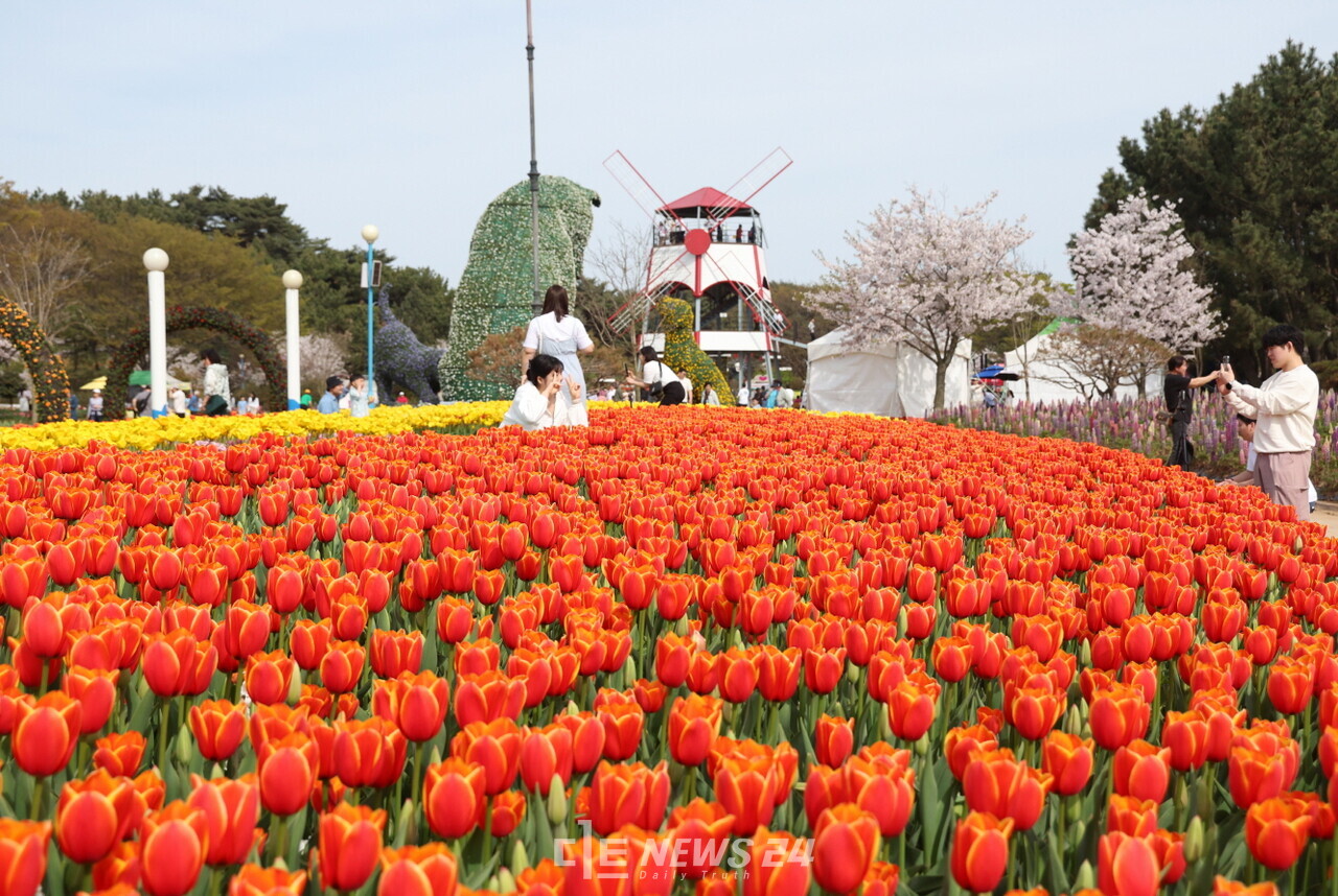 ‘대한민국의 정원’ 태안군 안면도를 수놓을 튤립꽃박람회가 꽃지해수욕장 일원 코리아플라워파크에서 4월 8일 개막한다. 지난해 박람회 모습. 태안군