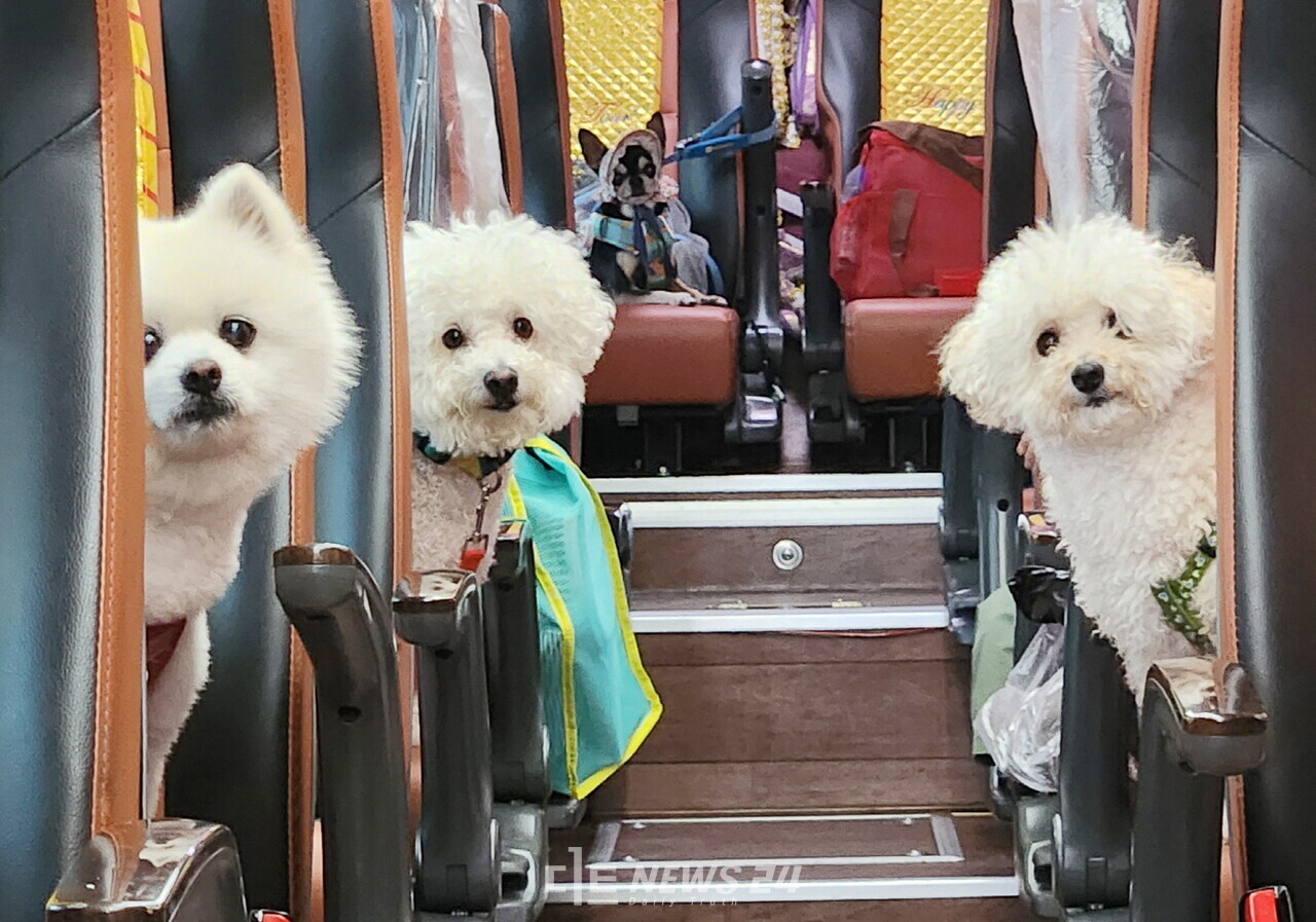태안군이 봄을 맞아 반려동물과 함께 하는 특별한 동반여행 프로그램을 선보인다. 지난해 운행한 댕댕버스에 타고 있는 반려견. 태안군