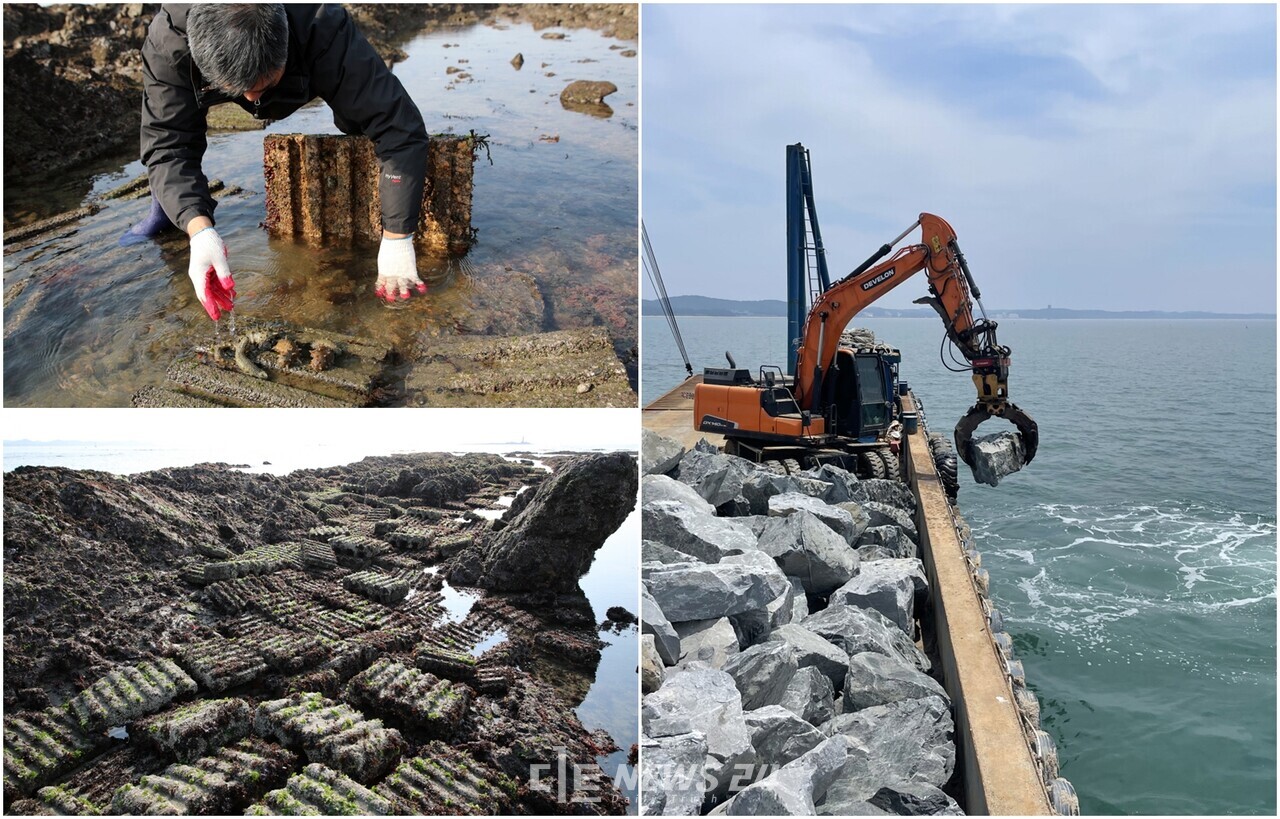 태안군이 ‘바다의 산삼’ 해삼의 생산량 증대를 위해 내년까지 총 144억 원의 사업비를 들여 관내 어촌계 등 34개소에 산란·서식장(자연석, 인공어초)을 조성하고 해삼종자를 투입하는 등 해삼 대량 생산시설을 조성한다. 태안군