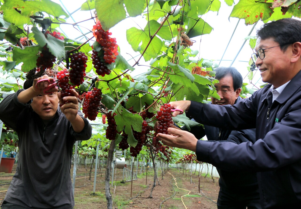 대전 산내농협, 델라웨어 포도 전국 첫 출하 < 유통 < 경제 < 기사본문 - 디트NEWS24
