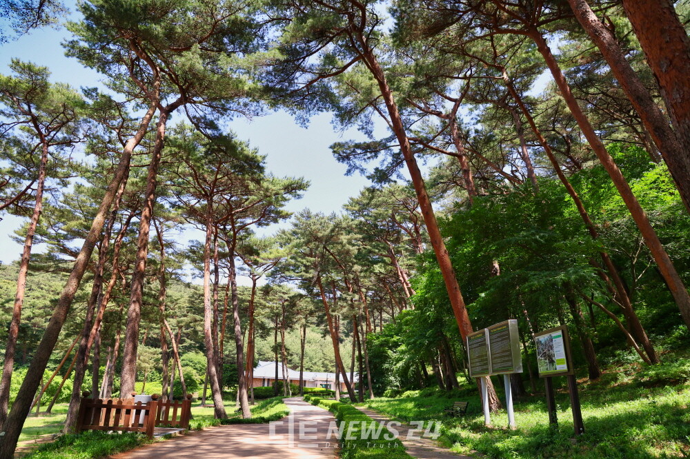 태안군이 ‘2025 태안 방문의 해’를 맞아 오는 26일 오후 2시 안면도 자연휴양림(안면읍 안면대로 3195-6) 내 잔디광장 및 수목원 내 공연장에서 ‘태안 방문의 해 기념 숲속 음악회’를 연다. 태안군