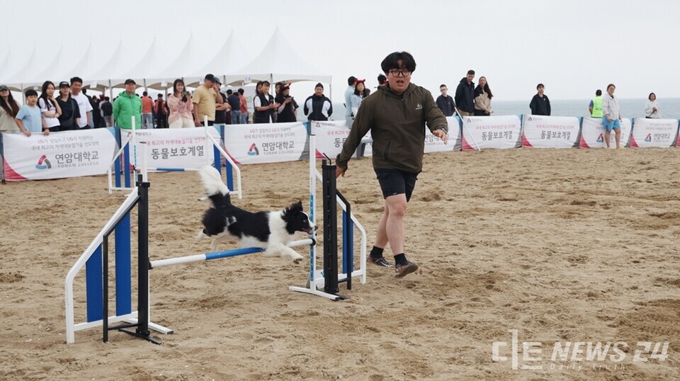 지난해 6월 8일 태안군에서 열린 '제1회 반려동물 해변운동회' 모습. /태안군