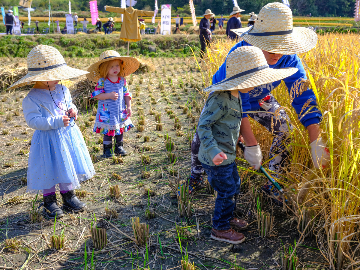 지난해 외암마을에서 열린 짚풀문화제 모습. 외국인 아이들이 벼베기를 체험하는 모습이다. 공식홈페이지 발췌. 