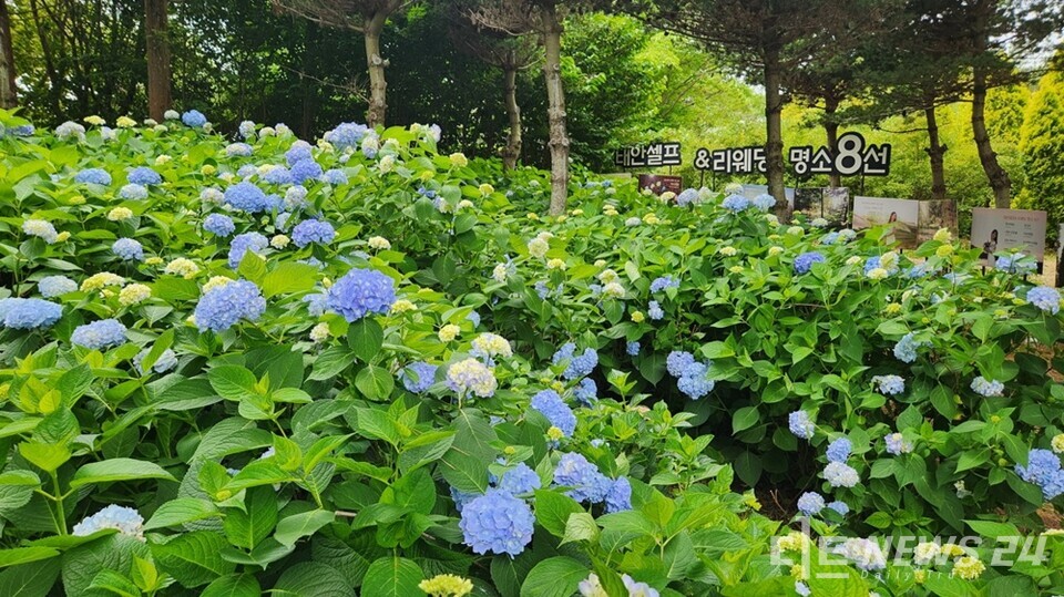 (사진=태안군 제공)