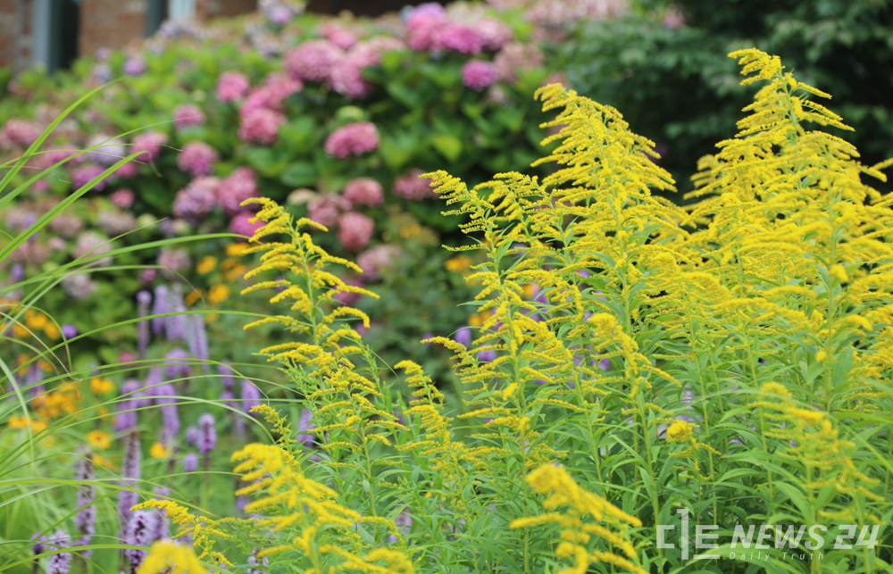 태안 천리포수목원에 피어난 미역취 등 여름꽃 풍경. /천리포수목원