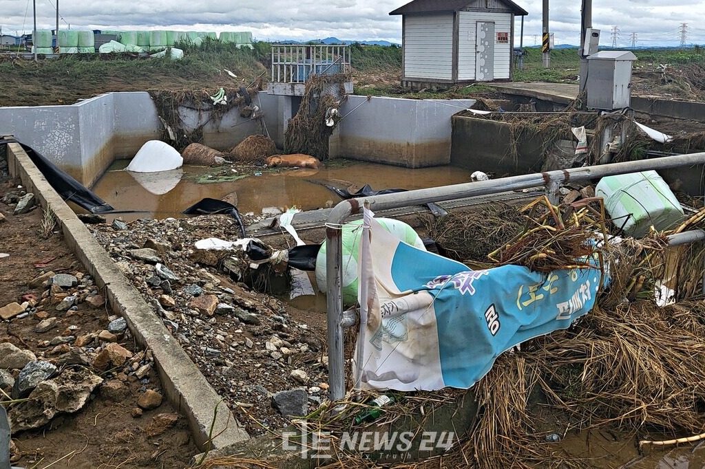 예산군 고덕면의 한 축 사 앞 모습. 인근 도수로 물이 범람하면서 초토화되며 물에 쓸린 소가 죽은 채로 방치돼 있다. 김다소미 기자. 