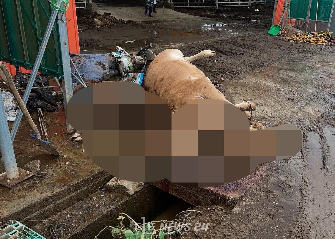 고덕면의 한 축사에 폐사된 소. /강선구 의원 제공. 