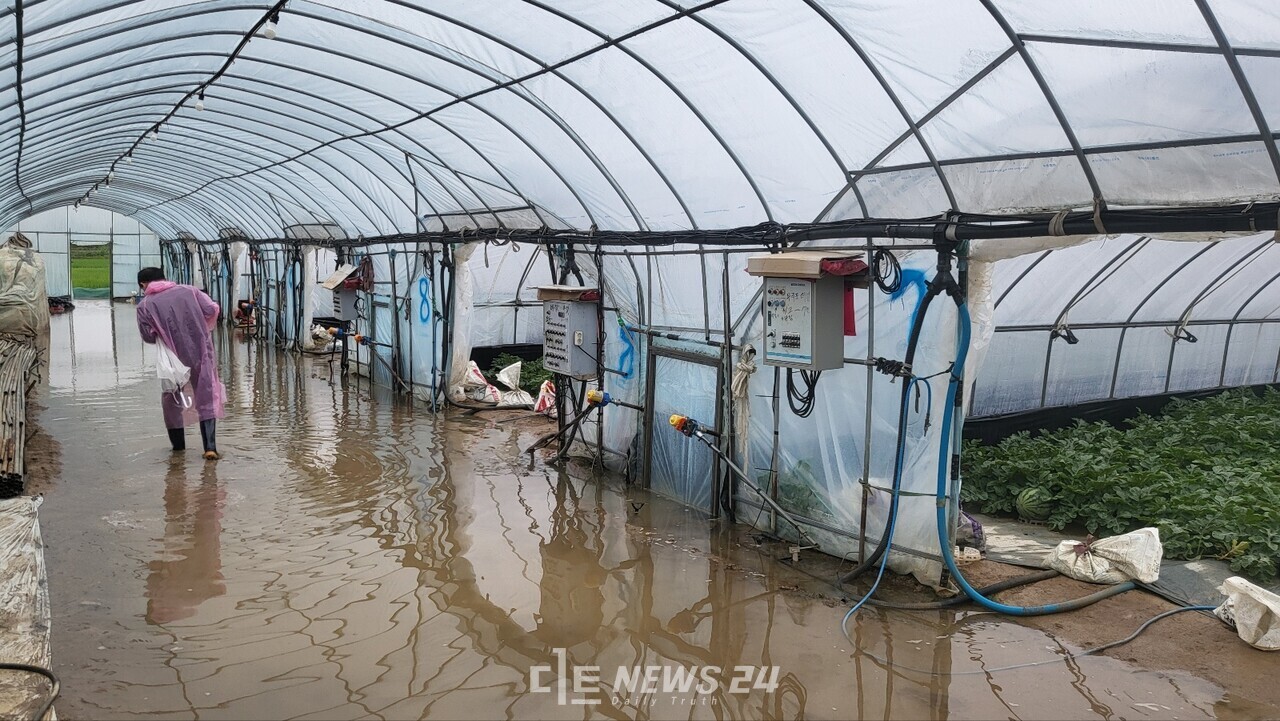 충남 부여군의 수박 하우스 모습. 물에 잠겨 있다.시설하우스 작물은 물이 빠져도 상품으로 전혀 쓸 수 없다. 