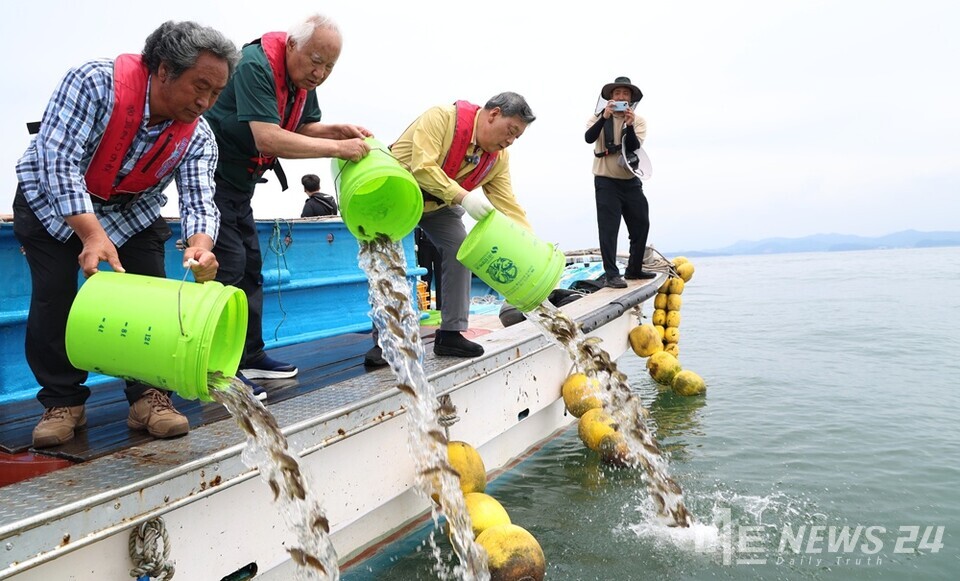 충남 태안군이 천수만 해역의 수온 상승으로 인한 양식어류 폐사에 선제 대응하기 위해 양식어류 긴급 방류에 나섰다. 8일 천수만 인근 해역에서 진행된 조피볼락 긴급 방류 모습. /태안군