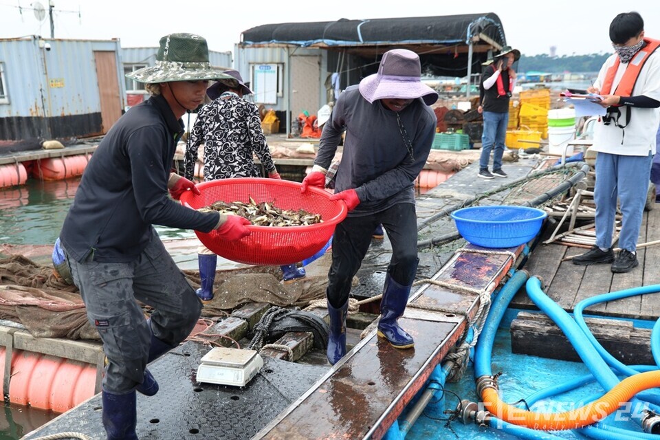 8일 천수만 인근 해역에서 진행된 조피볼락 긴급 방류 모습. /태안군