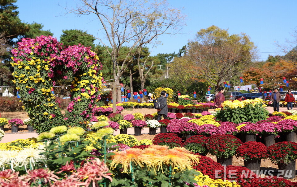‘2025 태안 국화축제’ 모습. /태안군