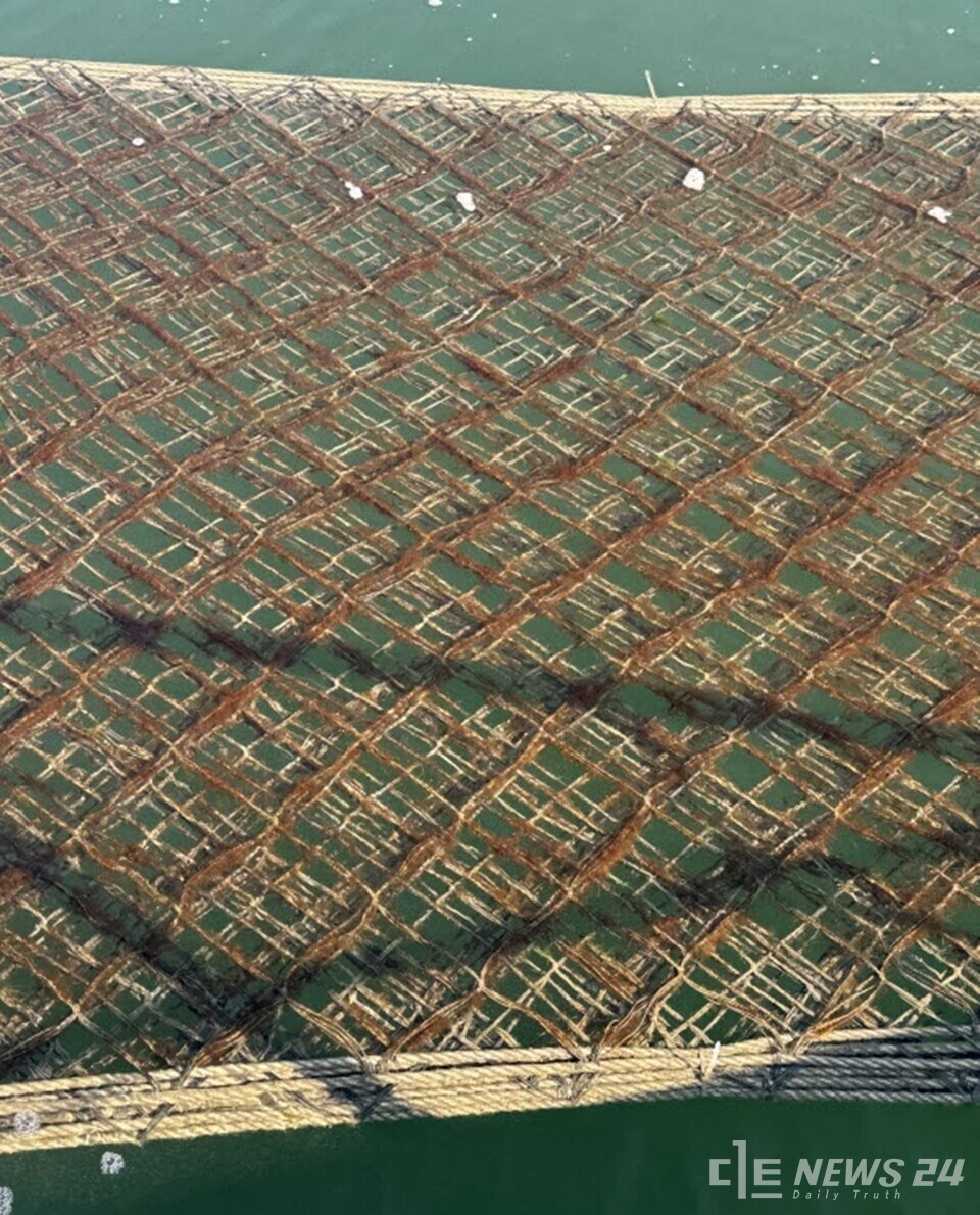 충남 서천군이 최근 관내 해역에서 발생한 김 황백화 피해로 어려움을 겪고 있는 어업인들을 지원하기 위해 총 6억 원의 긴급 예산을 투입, 김 영양제 구입지원 사업을 추진한다. /서천군