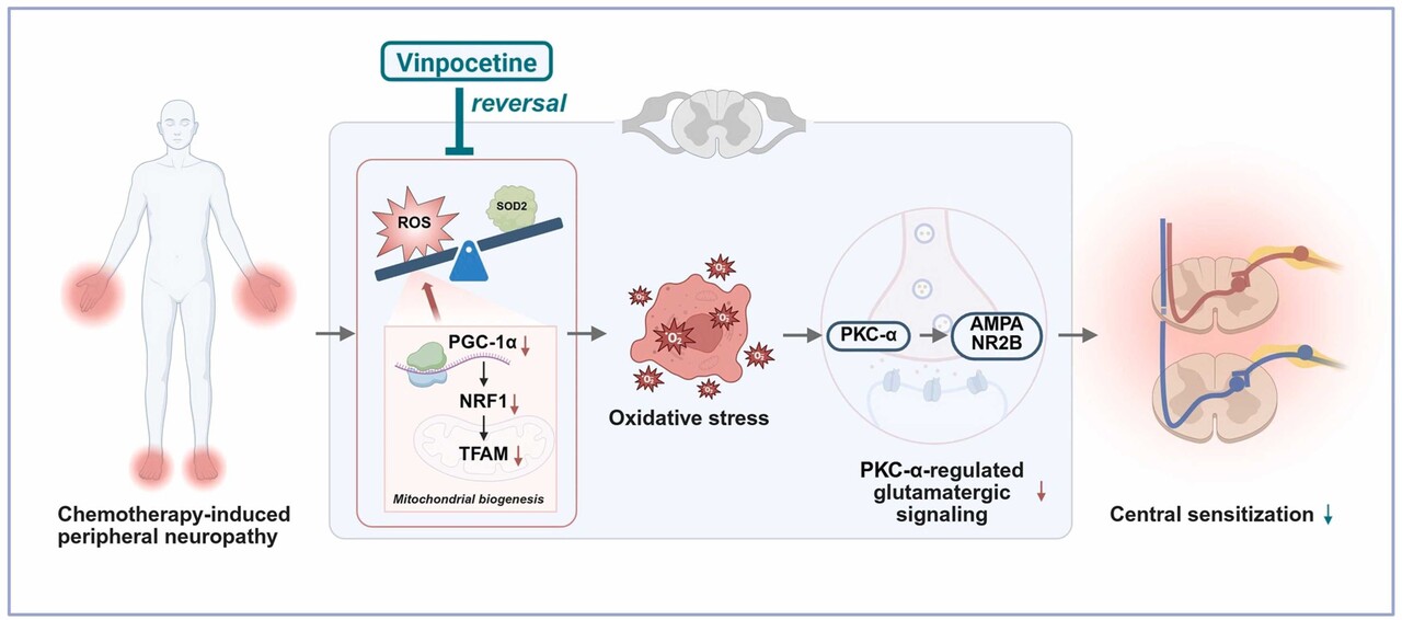 CIPN(항암화학요법 유발 말초신경병증)에 의한 척수 변화 및 비포세틴의 조절 효과 모식도. 순천향대 제공